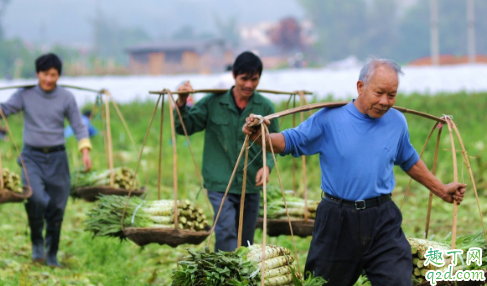 莴笋追肥是尿素好还是复合肥好 莴苣追肥有什么技巧