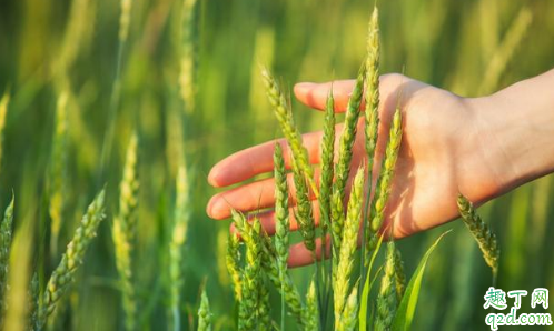 小麦镇压的优势在哪里 什么时候镇压小麦最好