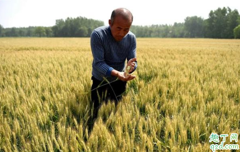 小麦镇压的优势在哪里 什么时候镇压小麦最好