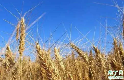 小麦镇压的优势在哪里 什么时候镇压小麦最好