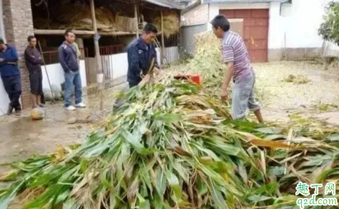 玉米秸秆青储存方法有哪些 玉米苗长得极差是什么原因