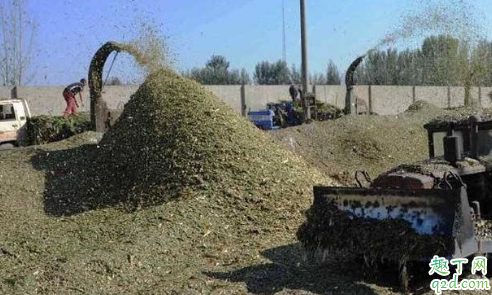 玉米秸秆青储存方法有哪些 玉米苗长得极差是什么原因