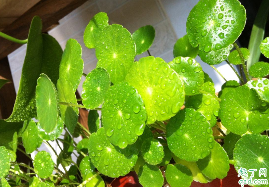 铜钱草为何总是烂根 铜钱草烂根怎么消毒