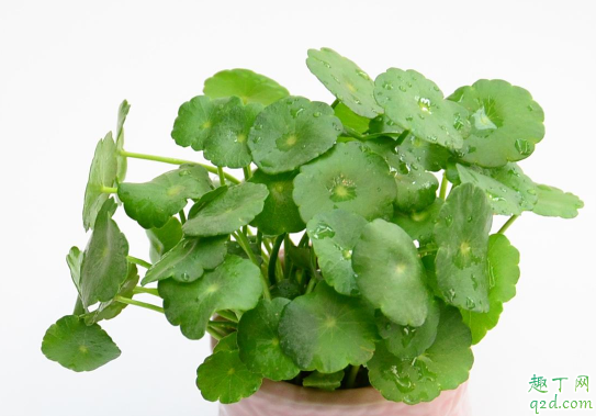 铜钱草为何总是烂根 铜钱草烂根怎么消毒