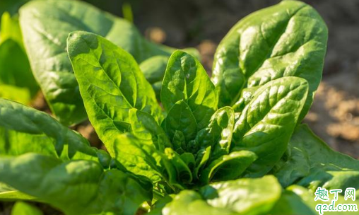霜降之后适合种植菠菜吗 霜降后种菠菜的注意事项