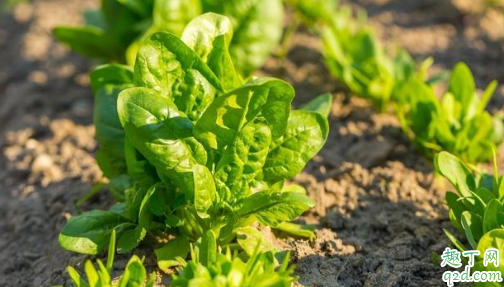 霜降之后适合种植菠菜吗 霜降后种菠菜的注意事项