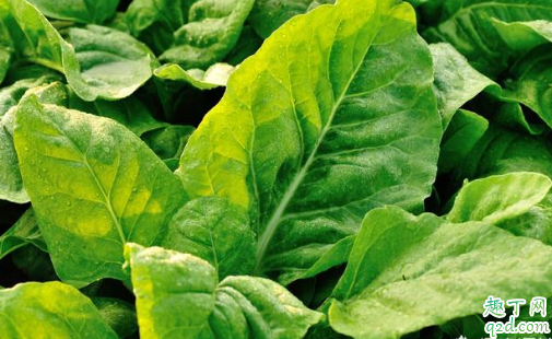 霜降之后适合种植菠菜吗 霜降后种菠菜的注意事项