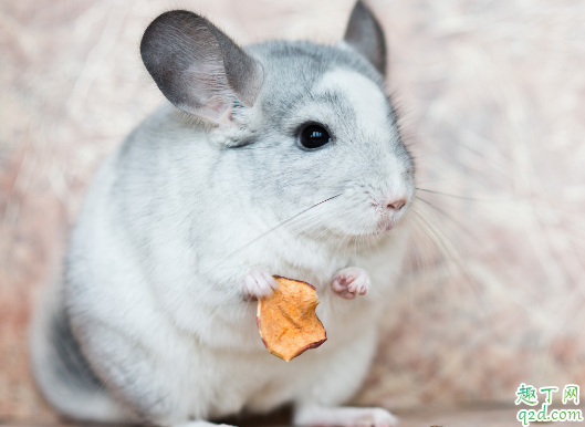 龙猫仓鼠养哪个好 饲养龙猫哪些是要注意的