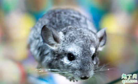 龙猫仓鼠养哪个好 饲养龙猫哪些是要注意的