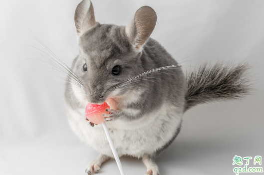 龙猫仓鼠养哪个好 饲养龙猫哪些是要注意的