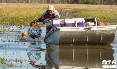 龙虾塘下网频繁好吗 龙虾网最好什么时候下网