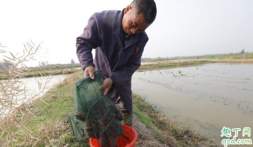 龙虾塘下网频繁好吗 龙虾网最好什么时候下网