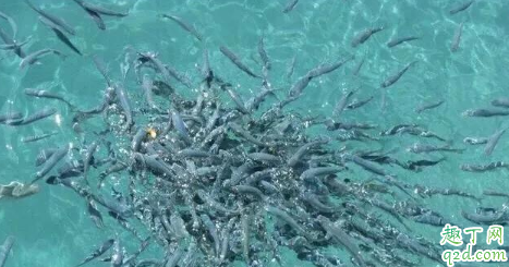 山泉水养鱼有市场吗 山泉水养鱼的优缺点