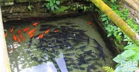 山泉水养鱼有市场吗 山泉水养鱼的优缺点