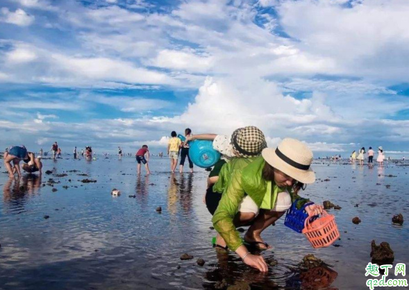 海螺怎么养到第二天 进货回来的海螺怎么养殖