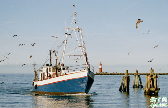 海螺怎么养到第二天 进货回来的海螺怎么养殖