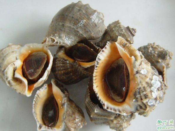 海螺怎么养到第二天 进货回来的海螺怎么养殖
