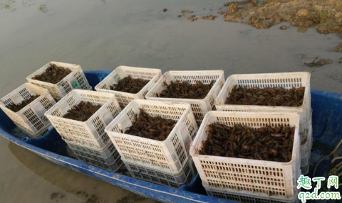 天气变冷小龙虾会出来晒太阳吗 养虾为什么水不肥