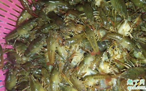 天气变冷小龙虾会出来晒太阳吗 养虾为什么水不肥