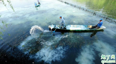 鱼塘刚放鱼能撒石灰吗 鱼塘消毒用什么替代生石灰