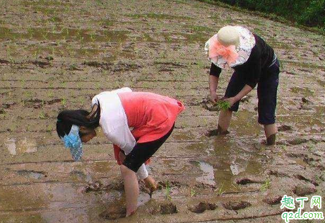 稻田里有蚂蝗怎么处理 蚂蝗有什么药用价值