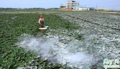 稻田里有蚂蝗怎么处理 蚂蝗有什么药用价值