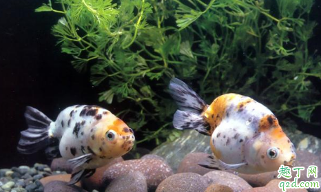 秋天怎么能避免金鱼繁殖 鱼缸怎么去除腥味比较好