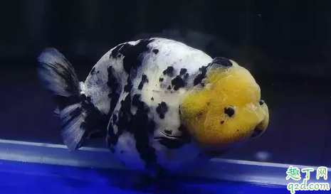 秋天怎么能避免金鱼繁殖 鱼缸怎么去除腥味比较好