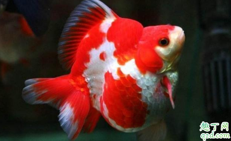 秋天怎么能避免金鱼繁殖 鱼缸怎么去除腥味比较好