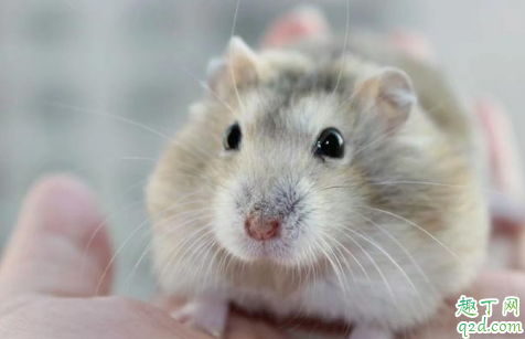 养仓鼠会不会有鼠疫 被仓鼠咬了没出血会得鼠疫吗