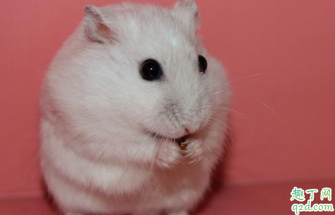 养仓鼠会不会有鼠疫 被仓鼠咬了没出血会得鼠疫吗