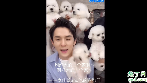 李佳琦家里是什么狗 李佳琪的狗是比熊吗