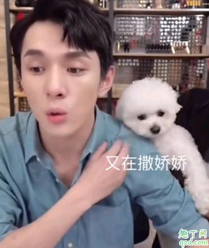 李佳琦家里是什么狗 李佳琪的狗是比熊吗