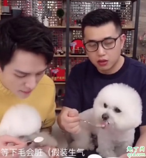 李佳琦家里是什么狗 李佳琪的狗是比熊吗