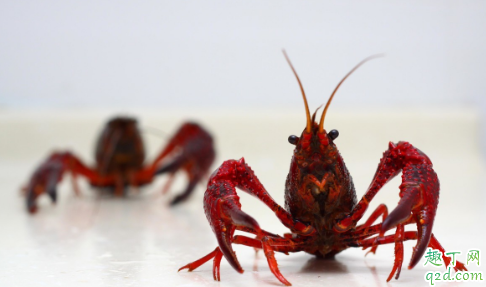 抱卵小龙虾在洞里需要吃食吗 小龙虾抱卵孵化前为什么不出洞