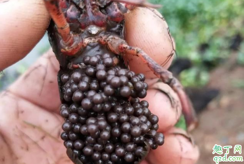 抱卵小龙虾在洞里需要吃食吗 小龙虾抱卵孵化前为什么不出洞