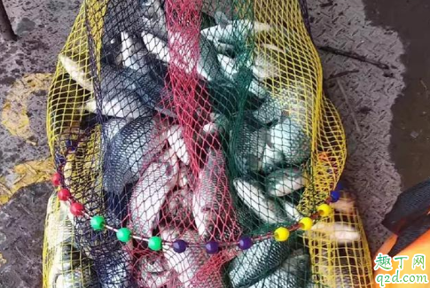 钓鲫鱼的饵料如何搭配酒米 这个季节鱼儿不开口怎么办