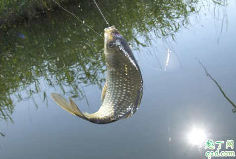 钓鲫鱼的饵料如何搭配酒米 这个季节鱼儿不开口怎么办