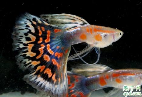 孔雀鱼什么样是怀孕 怎么让孔雀鱼繁殖快