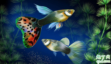 孔雀鱼什么样是怀孕 怎么让孔雀鱼繁殖快