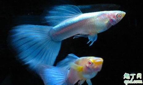 孔雀鱼什么样是怀孕 怎么让孔雀鱼繁殖快