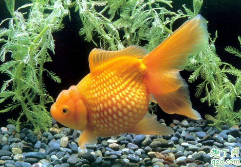 金鱼失鰾是咋回事 金鱼失鰾怎么补救