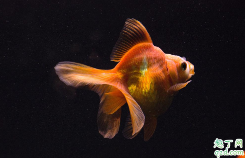 金鱼失鰾是咋回事 金鱼失鰾怎么补救