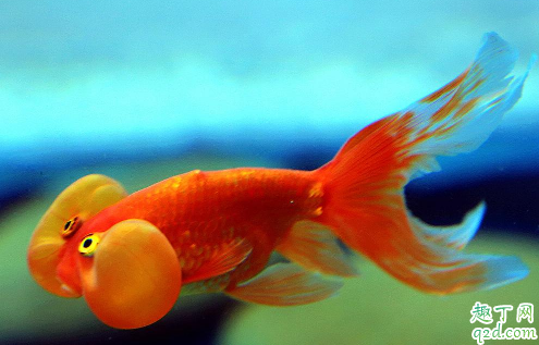金鱼失鰾是咋回事 金鱼失鰾怎么补救