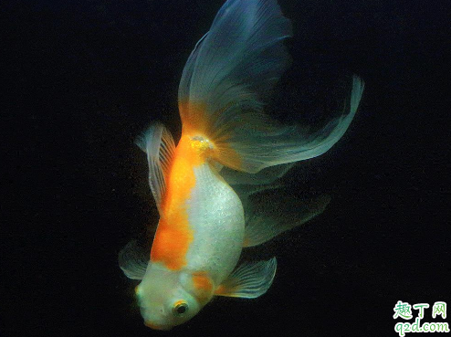 金鱼好养活吗 刚买来金鱼怎么养好