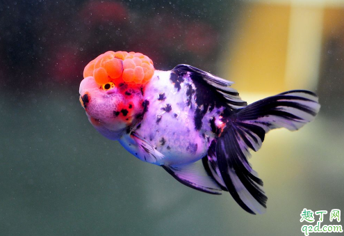 金鱼好养活吗 刚买来金鱼怎么养好