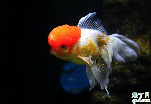 金鱼好养活吗 刚买来金鱼怎么养好