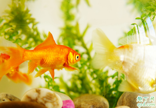 住宅养鱼养几条最好 新手养鱼都要准备些啥