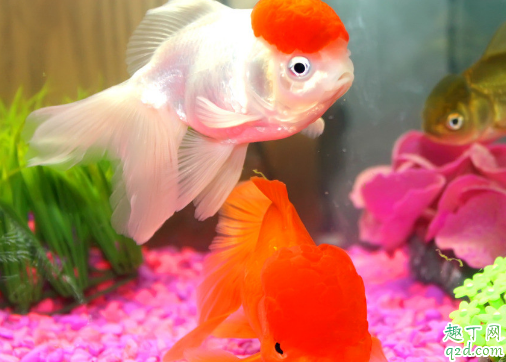 住宅养鱼养几条最好 新手养鱼都要准备些啥