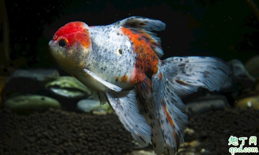 金鱼遇到高温会怎么样 金鱼过冬需不需要要加温